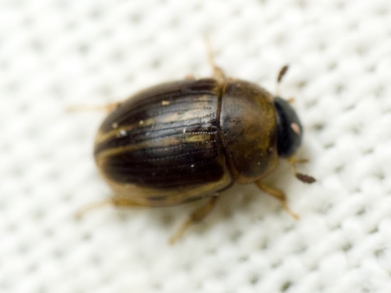 Cercyon laminatus Sharp, 1873